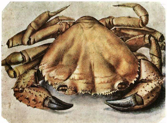 Lobster 1495 Watercolour and gouache, Albrecht Durer